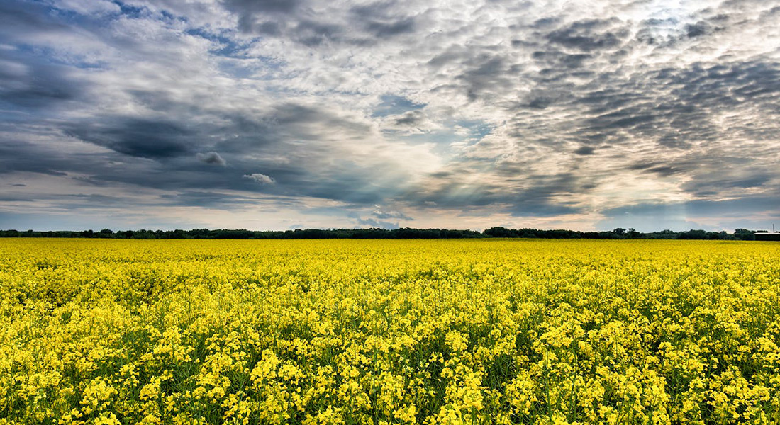 Rapseed. David Bartus (Pexels)